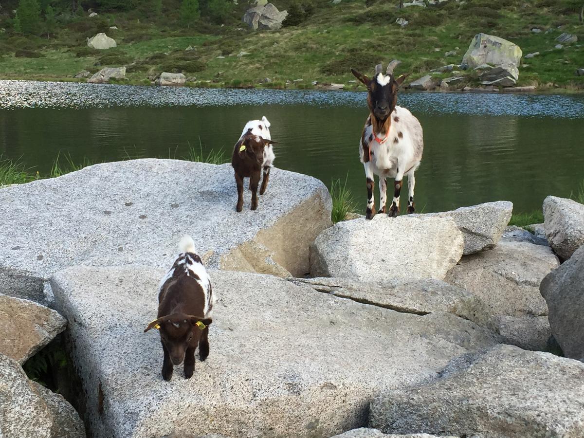 Rifugio Viviani Pradalago Madonna エクステリア 写真