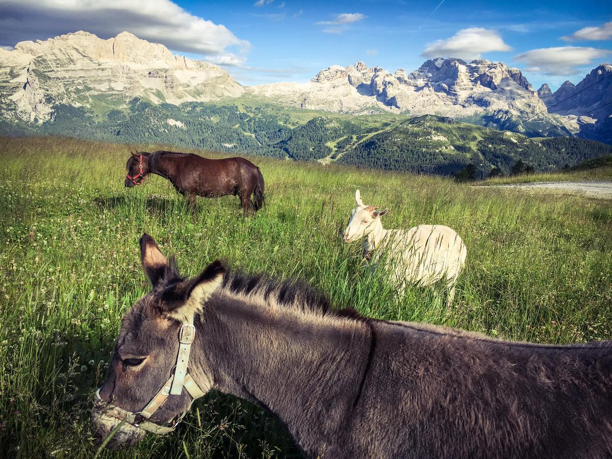 Rifugio Viviani Pradalago Madonna エクステリア 写真