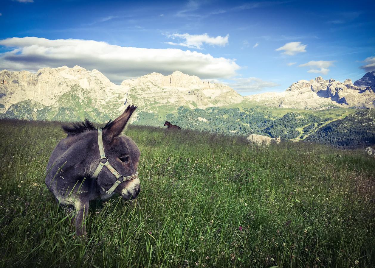 Rifugio Viviani Pradalago Madonna エクステリア 写真