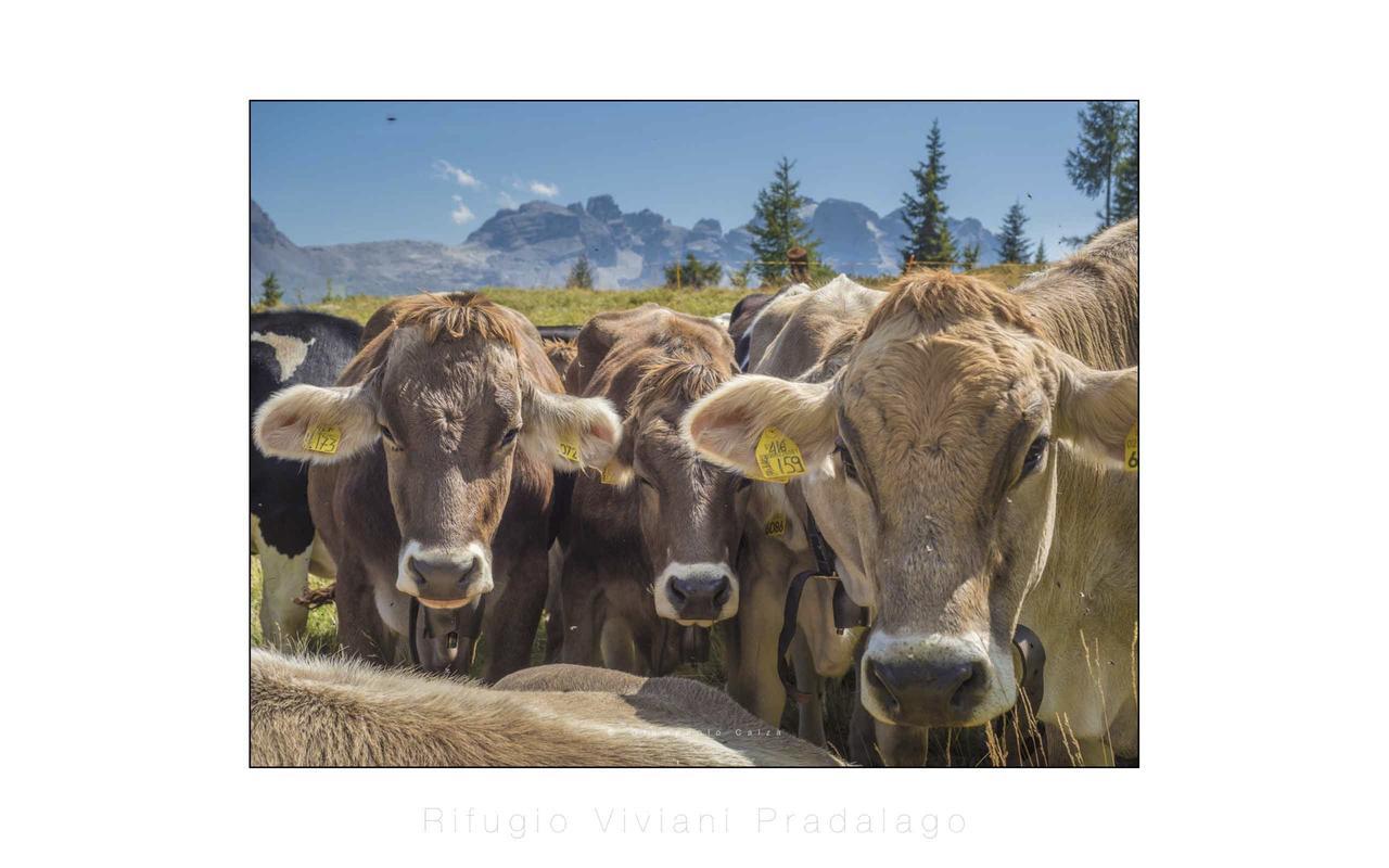 Rifugio Viviani Pradalago Madonna エクステリア 写真